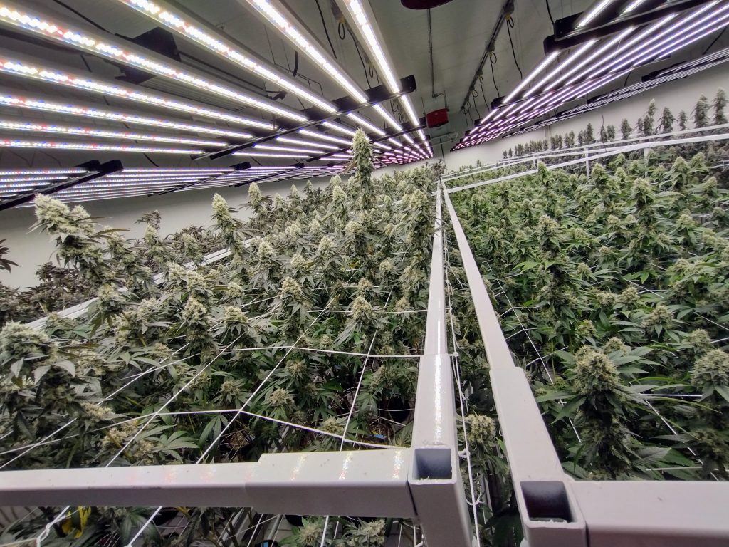 San Bernardino California Organic Cannabis Cultivation