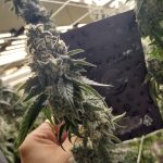 San Bernardino Sky Club Strains