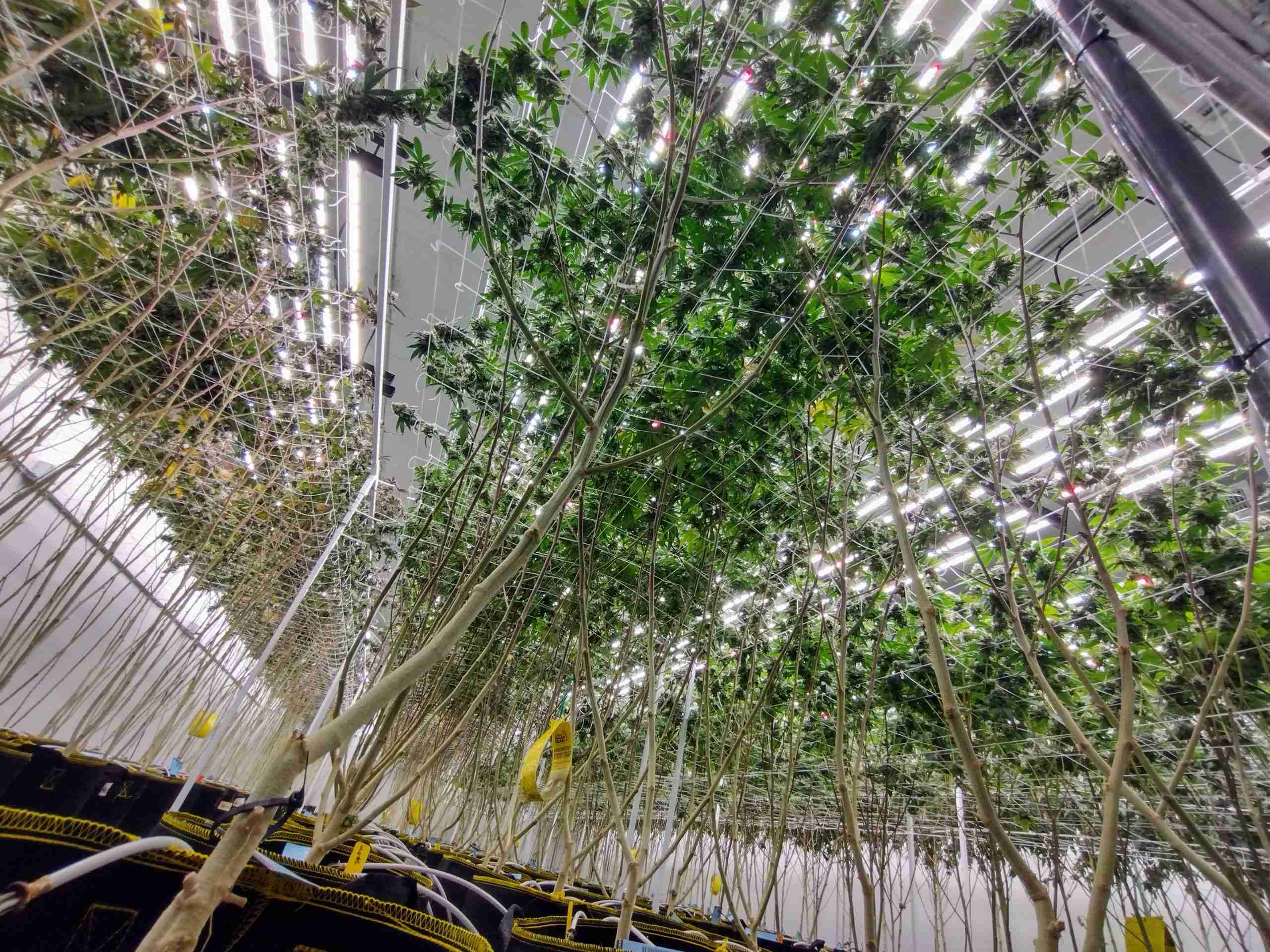 Sky Club Cultivation Cannabis Plants