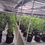 Sky Club Cultivation Infancy Cannabis Plants